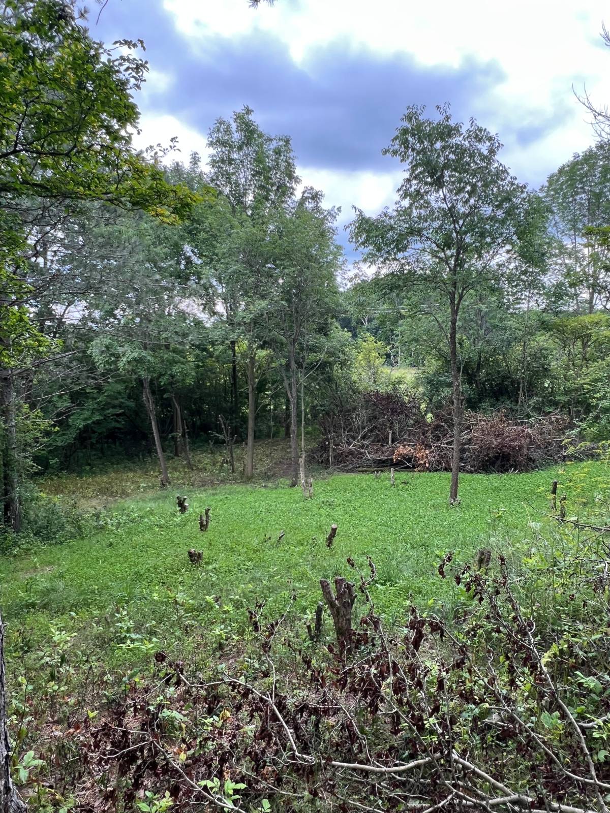 clearing