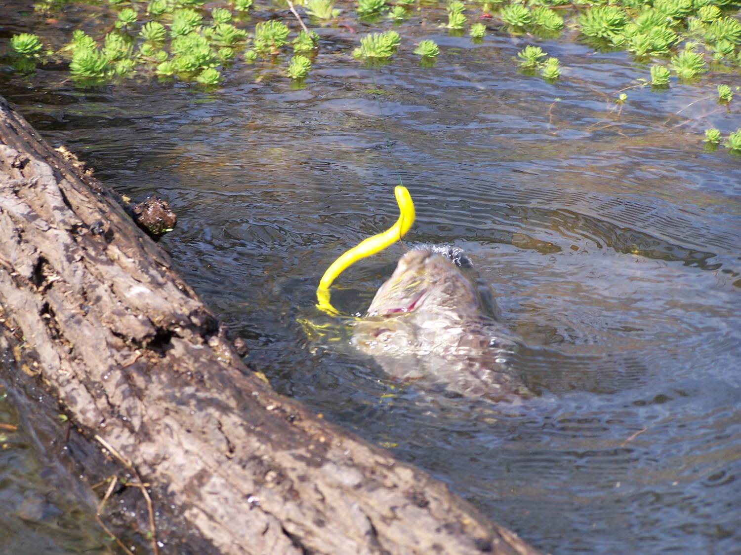 kayak fishing