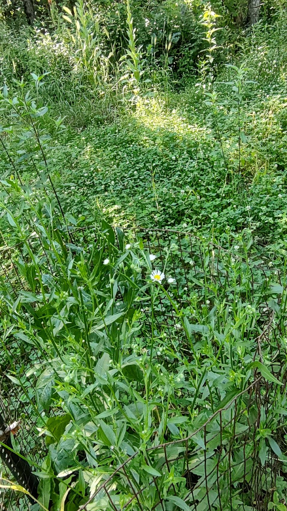 food plot