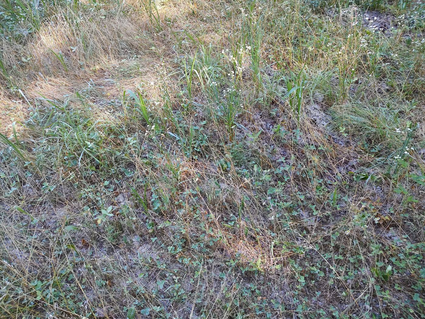 food plot