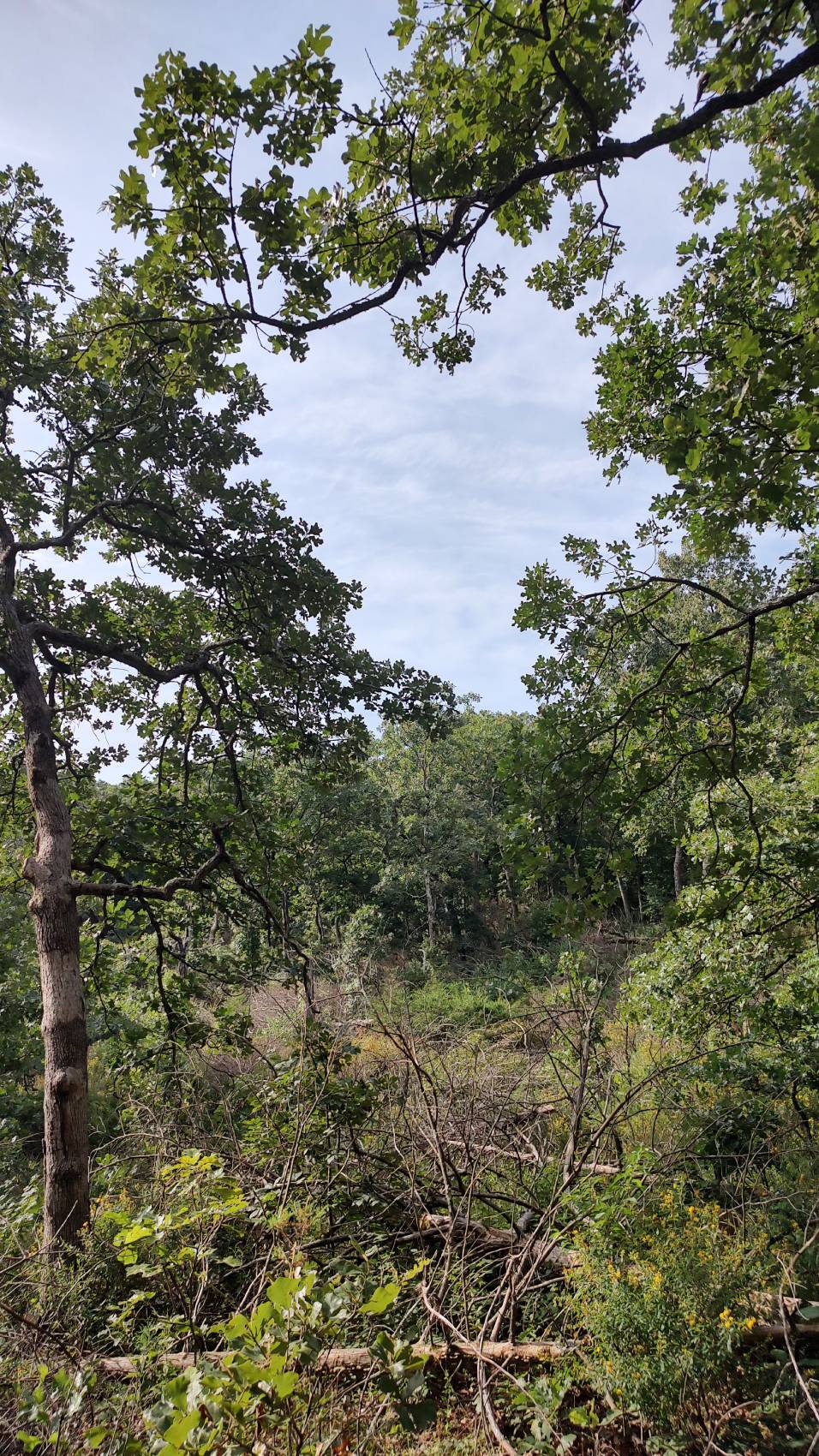 hole in the canopy