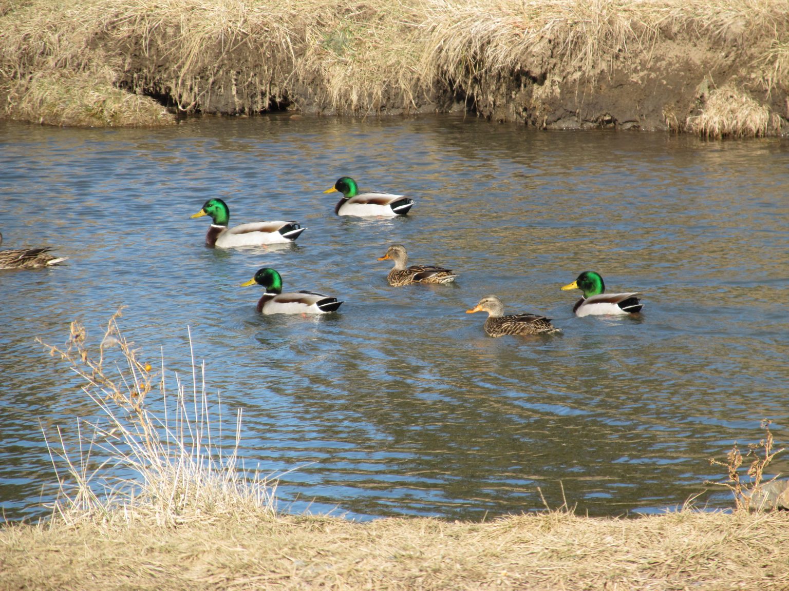 ducks on water