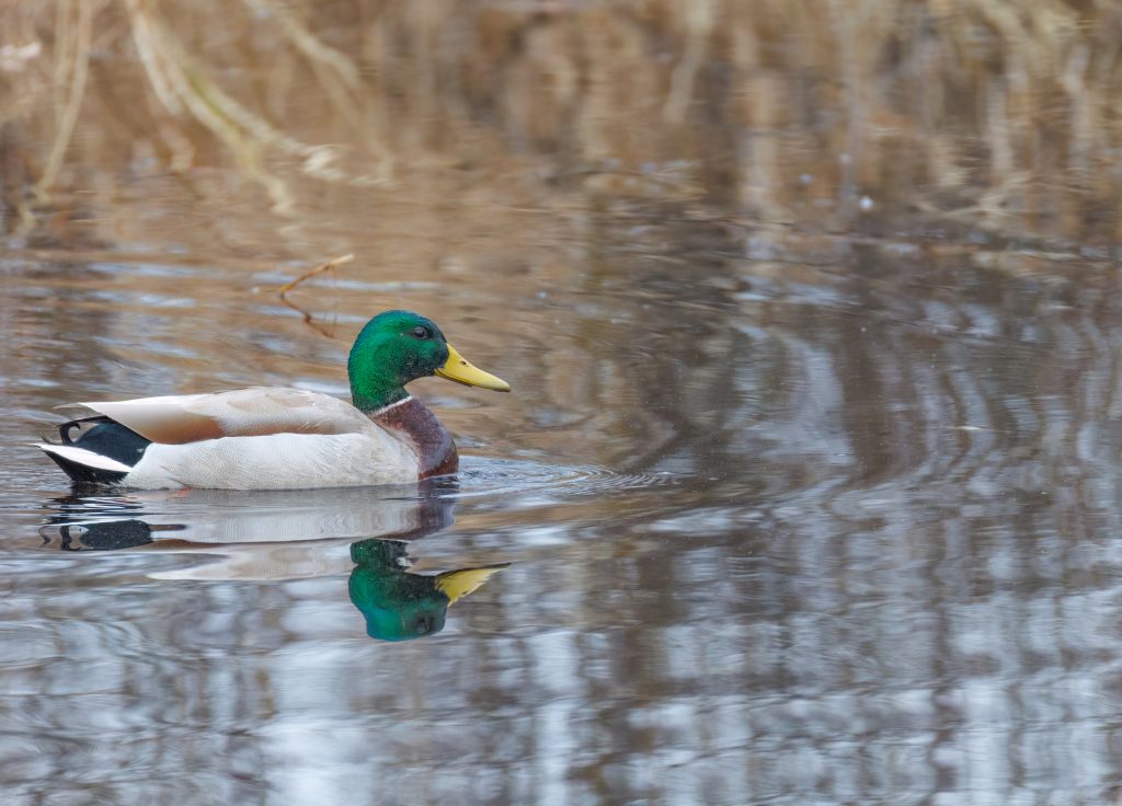 waterfowl 