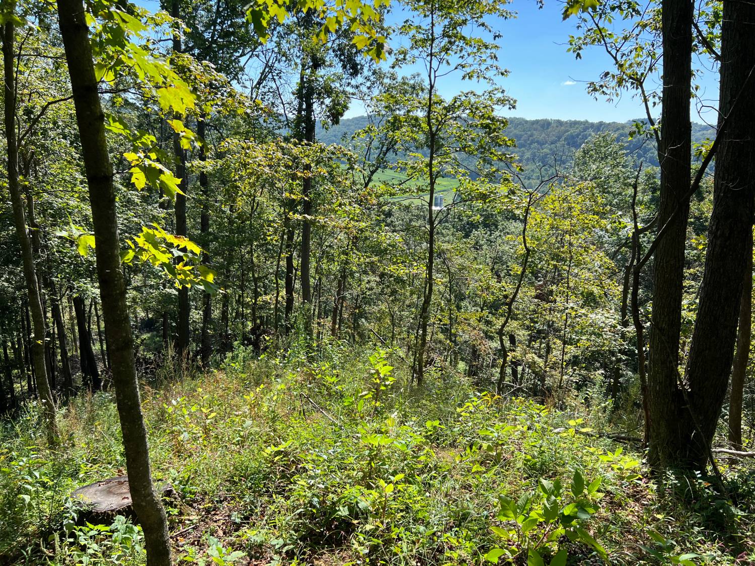 logging