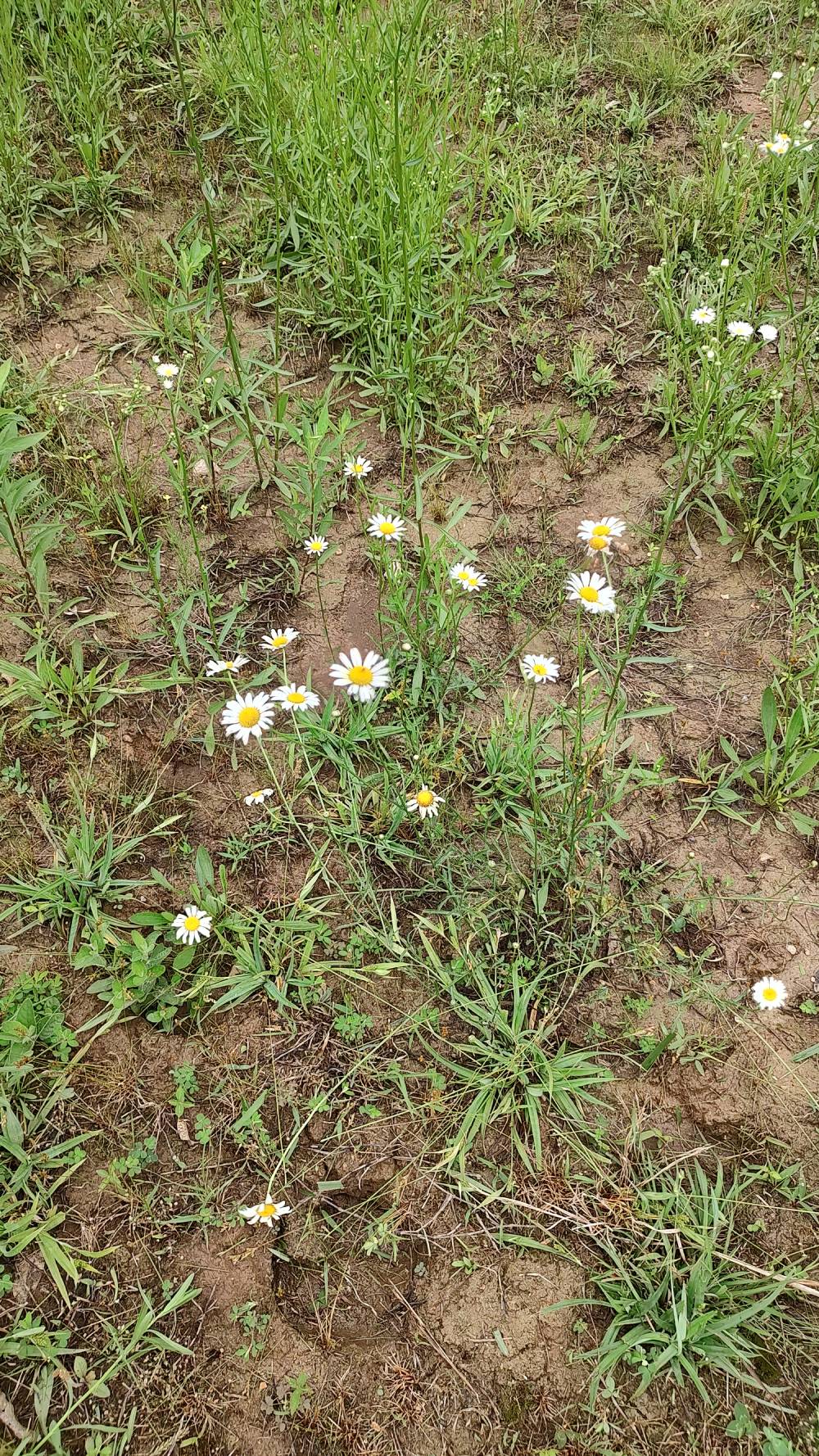 oxeye daisy