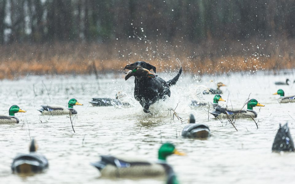 waterfowl