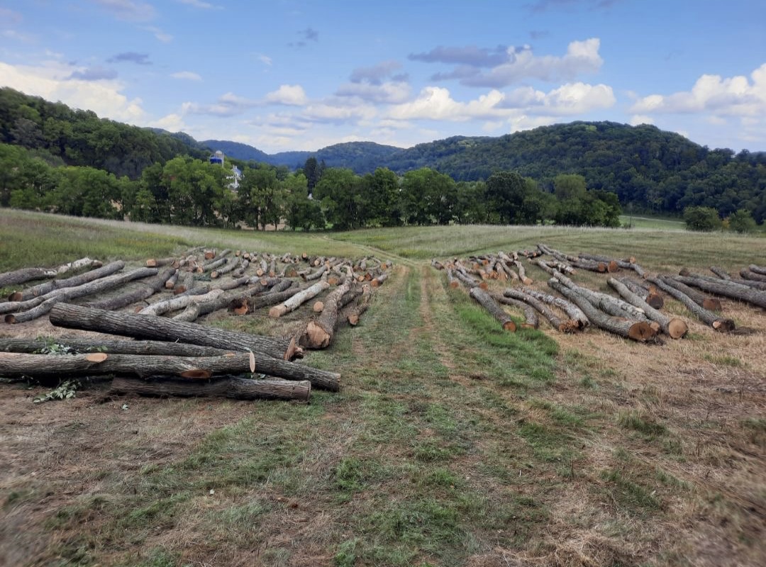 logging
