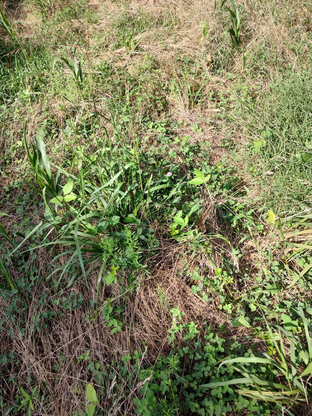 food plots