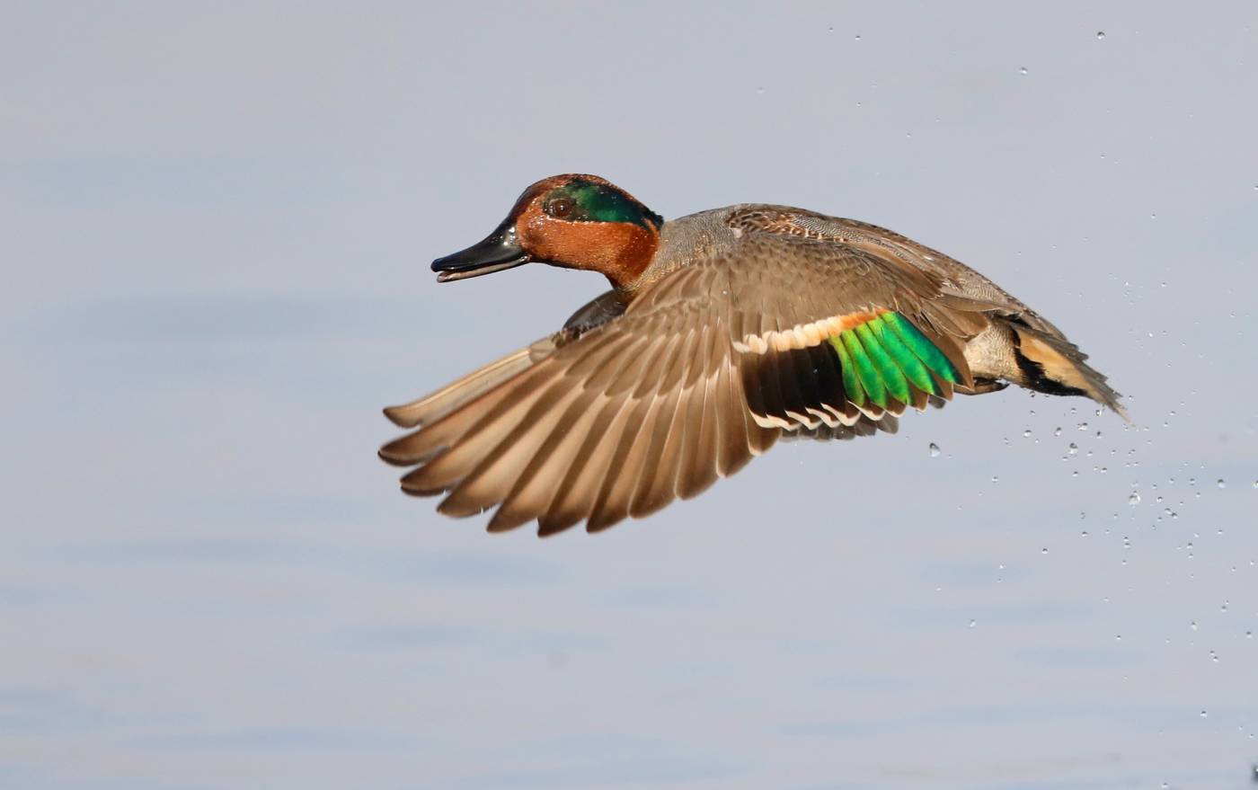 waterfowl