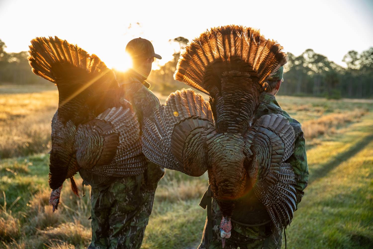 wild turkey